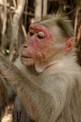 A Macaque making a cleaning sesion