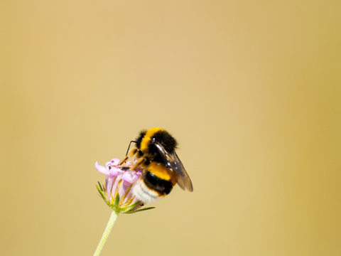 A bumblebee pollinating a flower on springtime