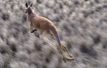 Red kangaroo in the Australian outback in full flight.