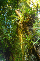 Naklejka premium Nature in Guaporé, Rio Grande do Sul, Brazil