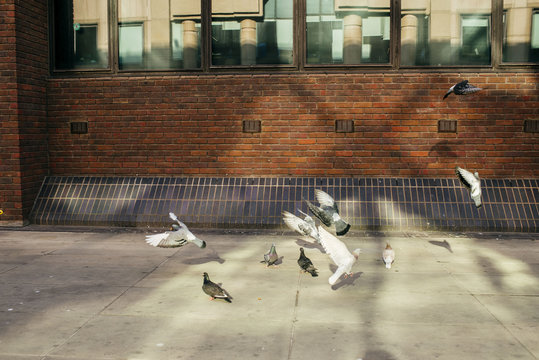 Pigeons in street