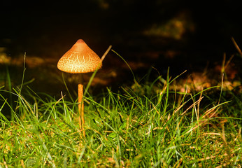 Nature in Guaporé, Rio Grande do Sul, Brazil