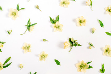 Beautiful yellow hellebore flower texture on white background. Flat lay, top view. Floral lifestyle composition.
