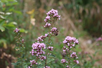 Closeup of honeybee on the purple perennial herb Oregano in organic garden. Scientific name is Origanum vulgare.Edible flower.Sunny day in spring.