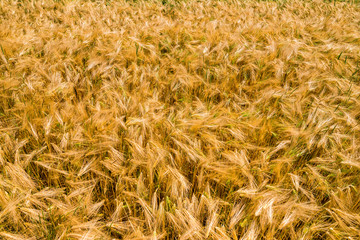 orge avant la moisson
