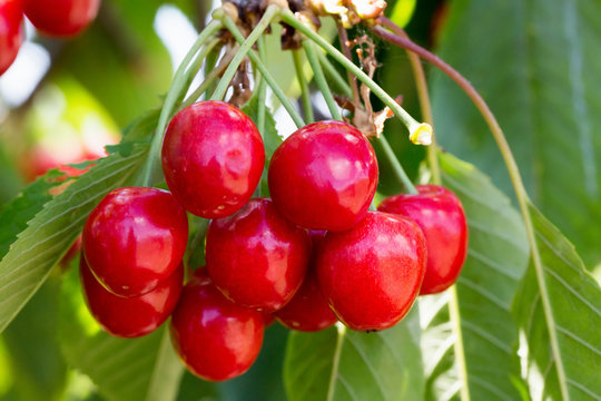 close up of sweet cherries