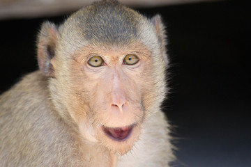 可愛いサル