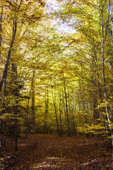 Fototapeta premium Herbstwald impressionen