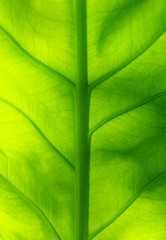 Green Leaf