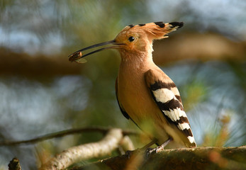 Eurasian Hoopoe or Common hoopoe (Upupa epops)
