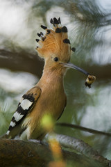 Eurasian Hoopoe or Common hoopoe (Upupa epops)