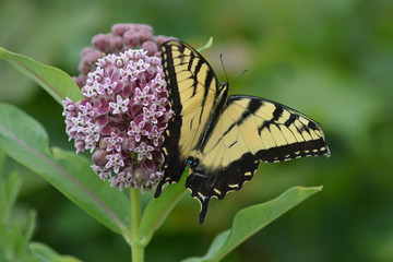 Swallow tail butterfly