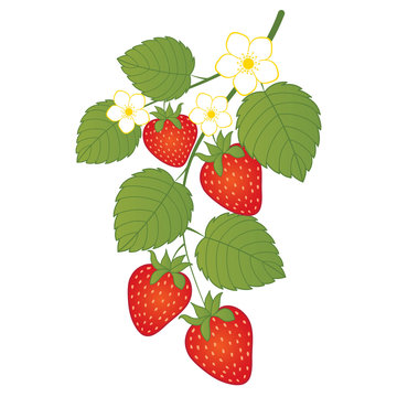 Vector Strawberries with Flowers. Vector Strawberry. 