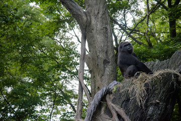 A silverback gorilla resting on the top of the tree - 162309436