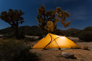Lighten tent pitched in night desert with joshua trees, Joshua tree national park, California