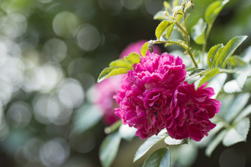 鮮やかなピンクの蔓バラ
