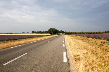 lavandes en provence