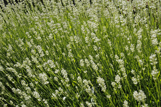 decorative grass background