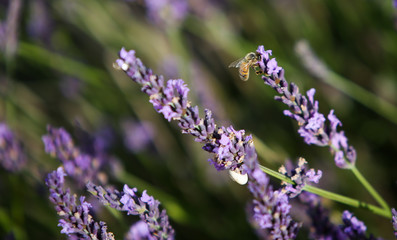 lavandes en provence