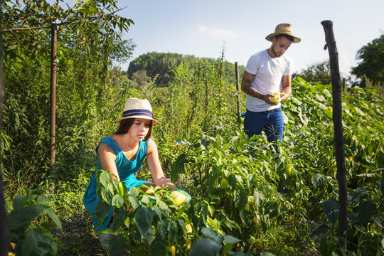 Young couple harvesting bell pepper in vegetable garden