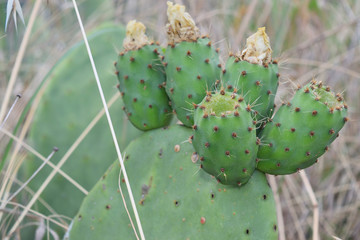 prickly pears on the plant unripe