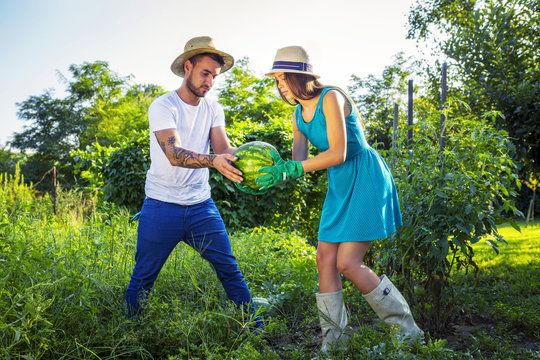 Young couple harvesting watermelons in vegetable garden