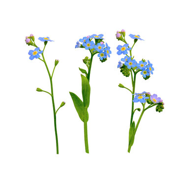 Forget Me Not Flowers Isolated On White