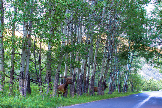 Two bull Elk at dawn on a roadside in Rocky Mountain National Park