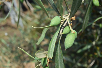 Leaves and olive shoots with bunch of buds
