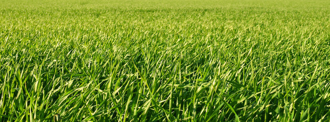 Green growing field. Panorama, focus on foreground.