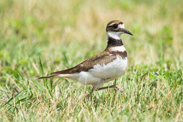 Marching Killdeer