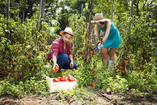 Young couple harvesting tomatoes in vegetable garden