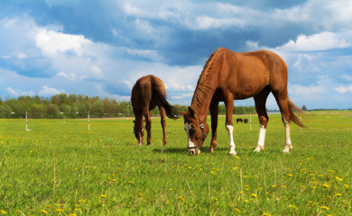 Two horses on the meadow 