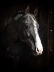 Portrait of  black horse in the stable on the dark background