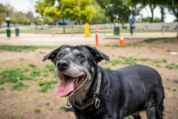 Happy old dog at the dog park.