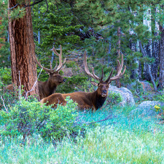 Two bull Elk at dawn in Rocky Mountain National Park in Colorado