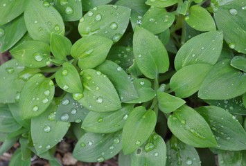 Water drops on the leaves