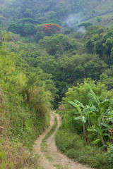 Jungle Track - jungle street in Guatemala