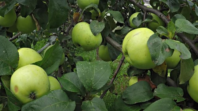 Closeup of Immature, Green Apples on a Tree. Video 1080p