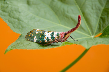 FULGORID PLANTHOPPERS ,Lantern Bugs on twig of tree