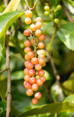 Antidesma ghaesembills, Fruit for wine making of Thailand.