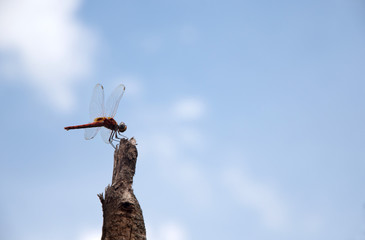 Dragonfly