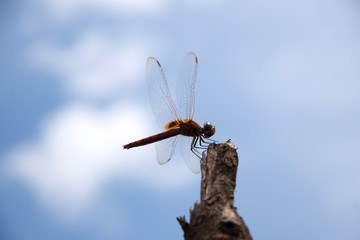 Dragonfly