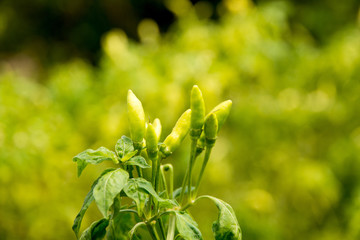 Homegrown organic peppers