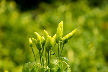Homegrown organic peppers
