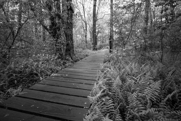 A wooden path runs through a forest, black and white