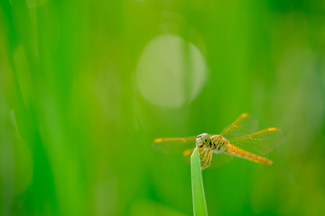 Dragonfly holding on leaf with bokeh of sunlight  backgrounds