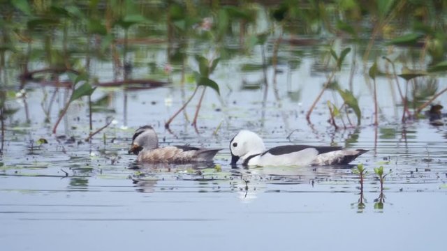 Cotton Pygmy Geese Foraging on a Lake in Sri Lanka