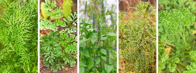 Banner set of organic garden herbs