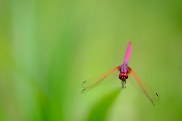 Dragonfly holding on leaf with bokeh of sunlight  backgrounds